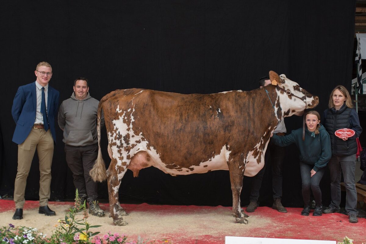 20376.hr - Illustration Ollande remporte les suffrages
