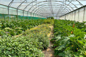 Plantes de service et plants de courgettes dans une serre