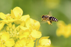 Abeille sur une fleur de colza