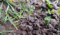 Turricules de vers de terre