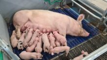 truie avec ses porcelets dans une maternité bien-être