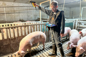 Éleveur de porc utilisant la solution de pesée optique OptiScan
