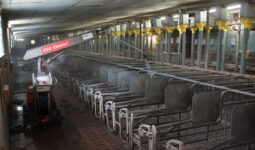 Un robot de lavage en action dans un salle d'un élevage porcin.