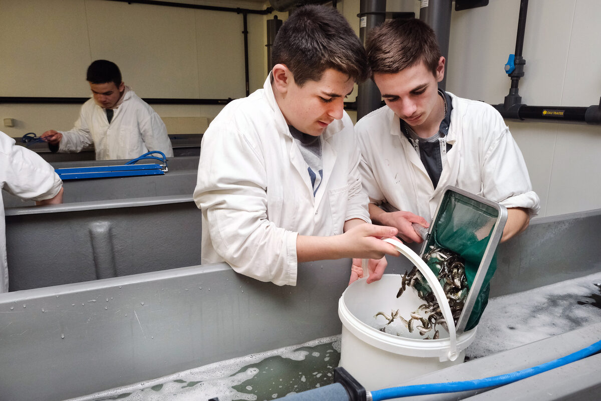 Transfert d’alevins, par 2 lycéens, vers une pisciculture. - Illustration Ils apprennent à élever du poisson dans un verre d&rsquo;eau