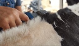 gros plan de la tonte de la ligne de d'eau d'une vache Prim'Holstein