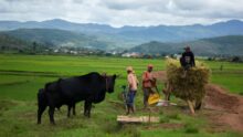 Agriculture à l'étranger