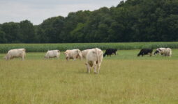 Prim'Holstein et Charolaises au pâturage avec un champ de maïs derrière