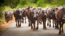 Un troupeau de buffles marche sur une route dans le sud de l'Inde