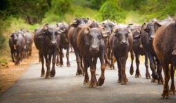 Un troupeau de buffles marche sur une route dans le sud de l'Inde