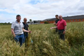 L'éleveur et les responsables syndicaux montrent le ray-grass dans la parcelle de blé devant les bâtiments porcins