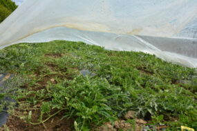 Plants de pastèque sous un voile