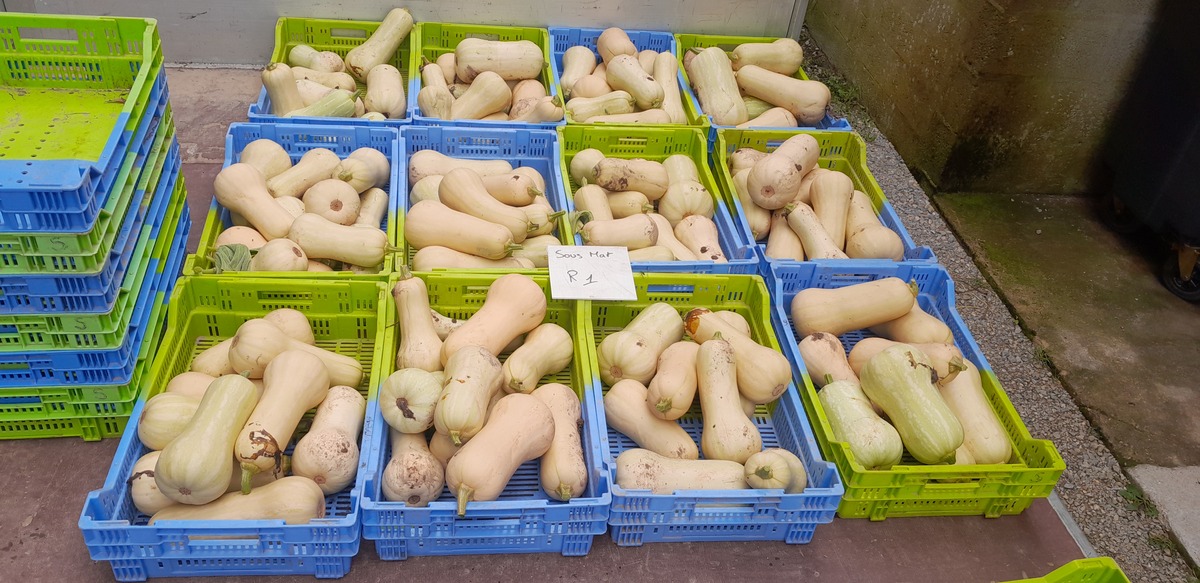 Butternuts dans des caisses - Illustration Conserver les butternuts en AB