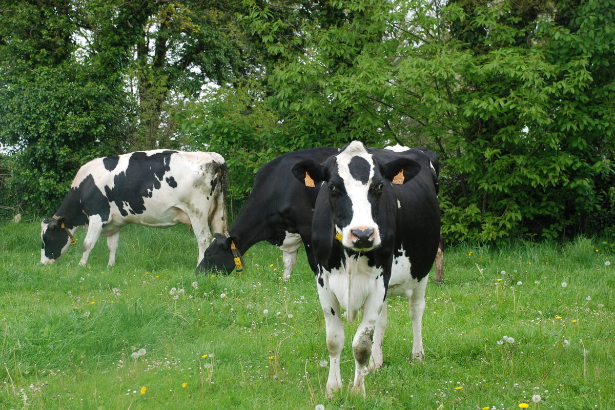 Vaches laitières dans un champ d'herbe - Illustration Baisse des revenus en lait bio