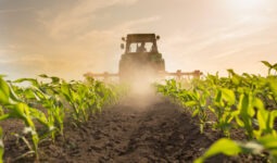 tractor harrowing corn field