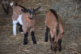 2 chevreaux