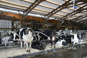 Vaches sur les logettes - tapis dans la stabulation