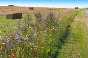 jachère fleurie en bordure de parcelle de céréales