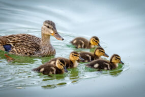 canards sauvages dans un étang