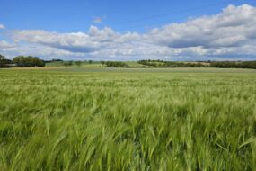 Parcelle d'orge hybride