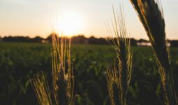 coucher de soleil sur épis de blé