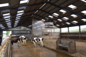 Bâtiment bovins lait
