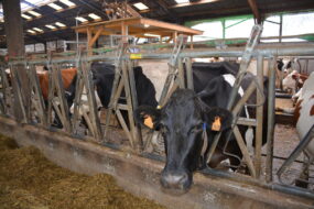 Une vache au cornadis dans une stabulation