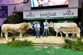 Blondes d'Aquitaine sur le podium du Space 2024