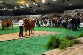 Une Limousine sur le ring lors de la vente aux enchères bouchère.