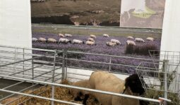 Brebis de race suffolk au Space