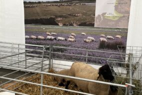 Brebis de race suffolk au Space