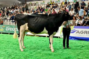 Une jeune vache sur le ring du salon Space à Rennes