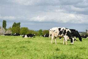 vaches au pâturage