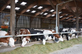 Vaches à l'étable