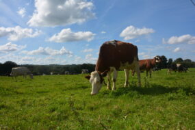 Vache dans une pâture