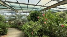La plus grande serre de papillons tropicaux de France