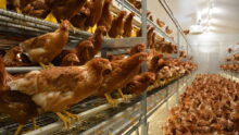 Poules pondeuses dans poulailler volière