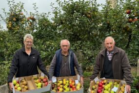 Une femme et deux hommes présentent des cartons remplis de pommes dans un verger.