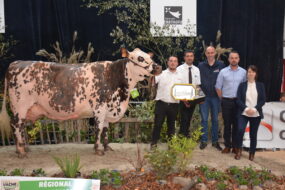 Vache normande en concours