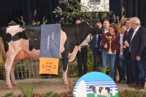 Vache en concours