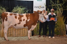 vache montbéliarde en concours