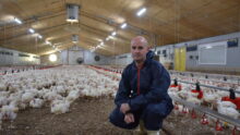 Frédéric Quilleré dans son poulailler
