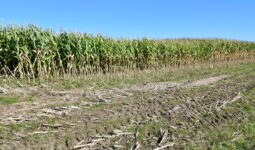 Champ de maïs à moitié récolté en Ille-et-Vilaine