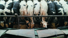 vaches en libre-service maïs