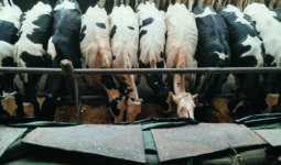 vaches en libre-service maïs