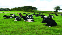 Les vaches ruminent sur une pâture avec des arbres dans le fond.