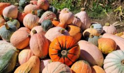 Une diversité de courges