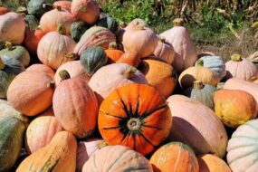 Une diversité de courges