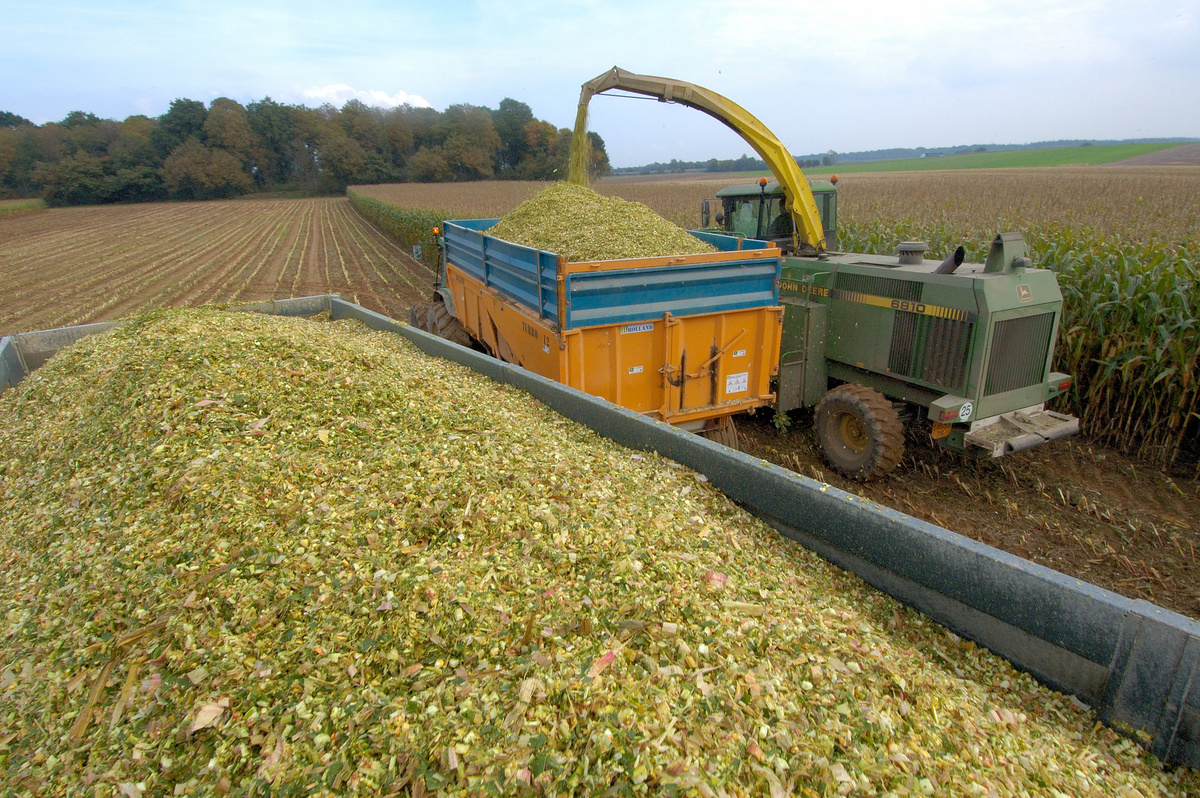 Chantier d'ensilage de maïs - Illustration Face aux intempéries, un soutien « d&rsquo;urgence » réclamé