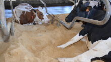 Vaches en logettes