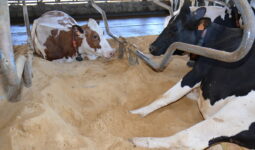 Vaches en logettes